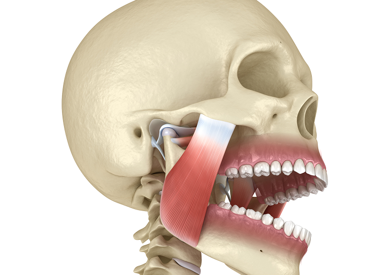かみ合わせに関係する筋肉の検査